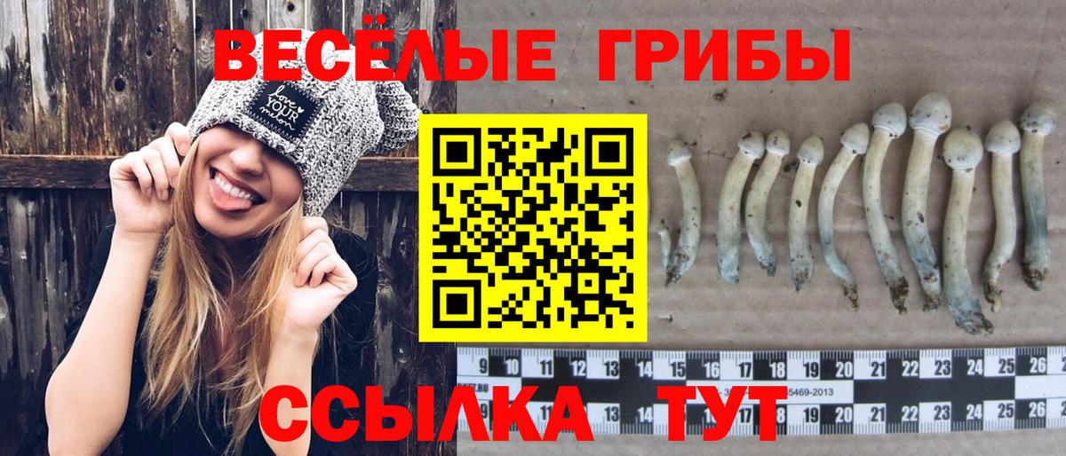 Псилоцибиновые грибы ЛСД  где купить наркоту  Донской  Вход с VPN  Псилоцибиновые грибы Psilocybine cubensis 